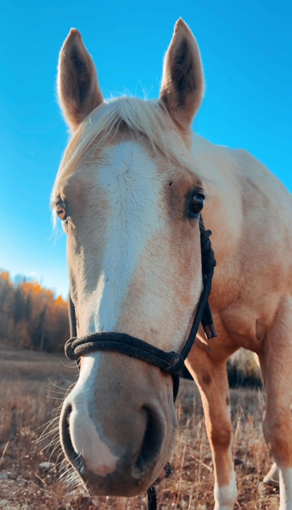 Mane Attraction