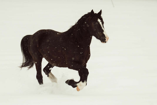 Snow Problem Cowgirls