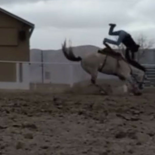 The Yellow Snow Cones