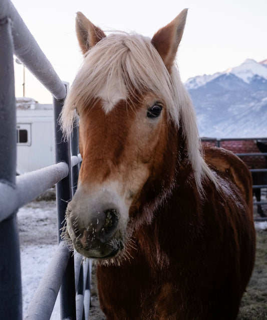 Two Dudes and a Haflinger